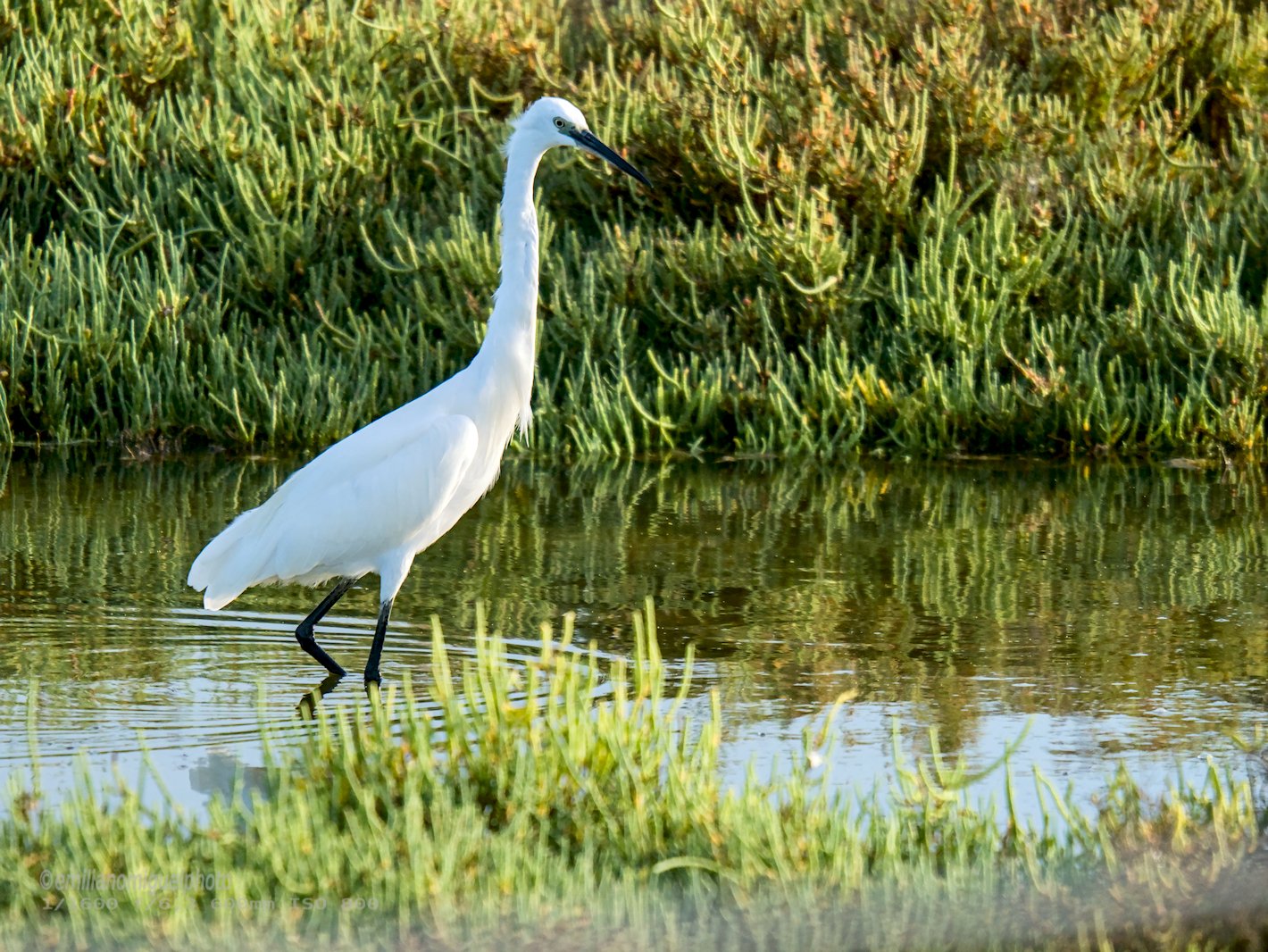 Garceta común - Egretta garzetta - Martinet blanc comú