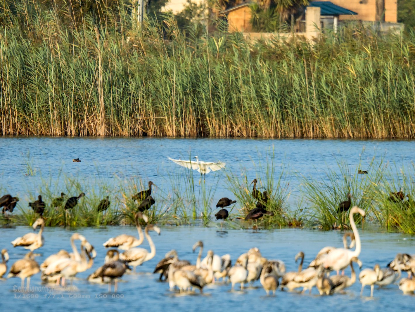 Garceta común - Egretta garzetta - Martinet blanc comú