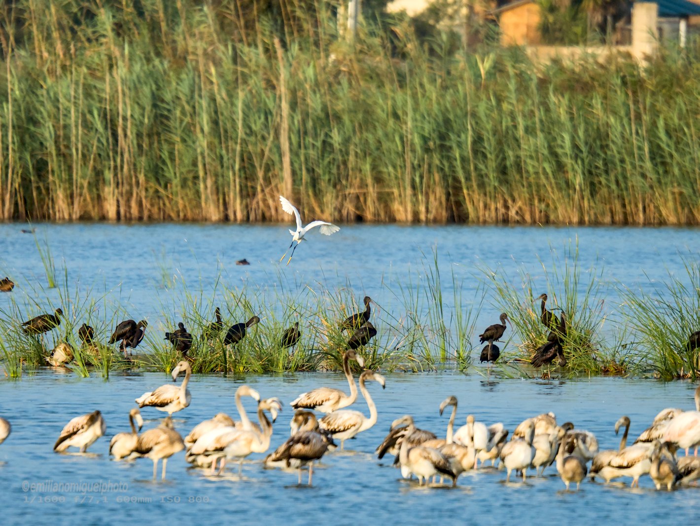 Garceta común - Egretta garzetta - Martinet blanc comú