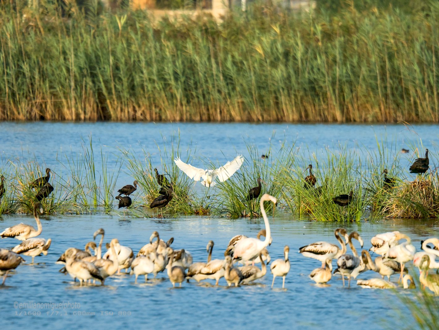 Garceta común - Egretta garzetta - Martinet blanc comú