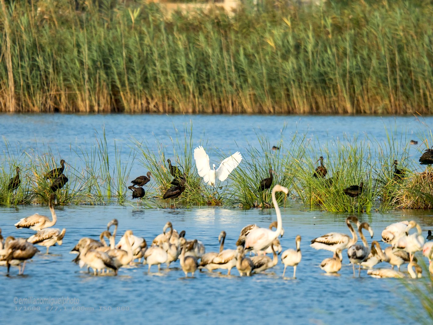 Garceta común - Egretta garzetta - Martinet blanc comú