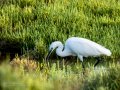 Garceta común - Egretta garzetta - Martinet blanc comú