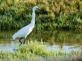 Garceta común - Egretta garzetta - Martinet blanc comú
