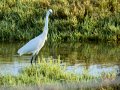 Garceta común - Egretta garzetta - Martinet blanc comú