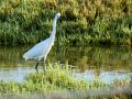 Garceta común - Egretta garzetta - Martinet blanc comú