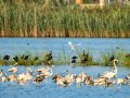 Garceta común - Egretta garzetta - Martinet blanc comú