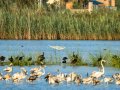 Garceta común - Egretta garzetta - Martinet blanc comú
