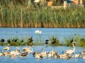 Garceta común - Egretta garzetta - Martinet blanc comú