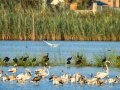 Garceta común - Egretta garzetta - Martinet blanc comú