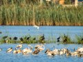 Garceta común - Egretta garzetta - Martinet blanc comú