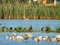 Garceta común - Egretta garzetta - Martinet blanc comú