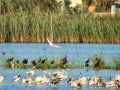 Garceta común - Egretta garzetta - Martinet blanc comú
