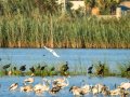 Garceta común - Egretta garzetta - Martinet blanc comú