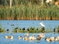 Garceta común - Egretta garzetta - Martinet blanc comú