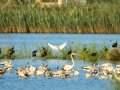 Garceta común - Egretta garzetta - Martinet blanc comú