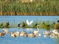 Garceta común - Egretta garzetta - Martinet blanc comú