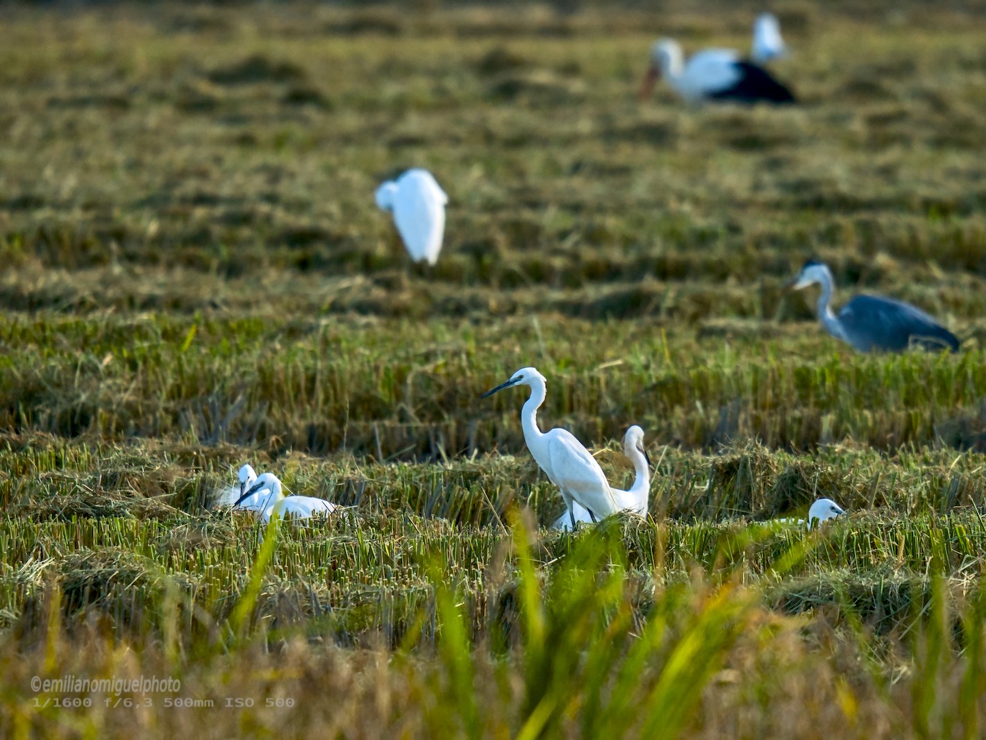 Garceta común - Egretta garzetta - Martinet blanc comú