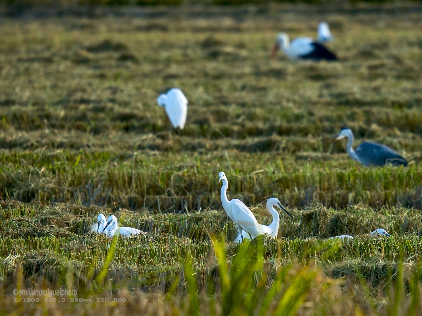 Garceta común - Egretta garzetta - Martinet blanc comú
