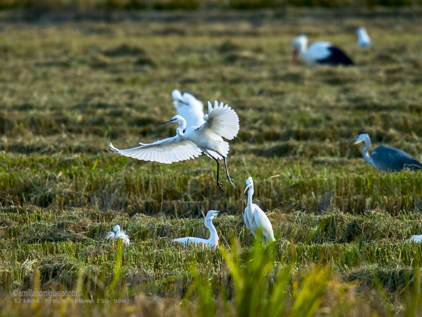 Garceta común - Egretta garzetta - Martinet blanc comú