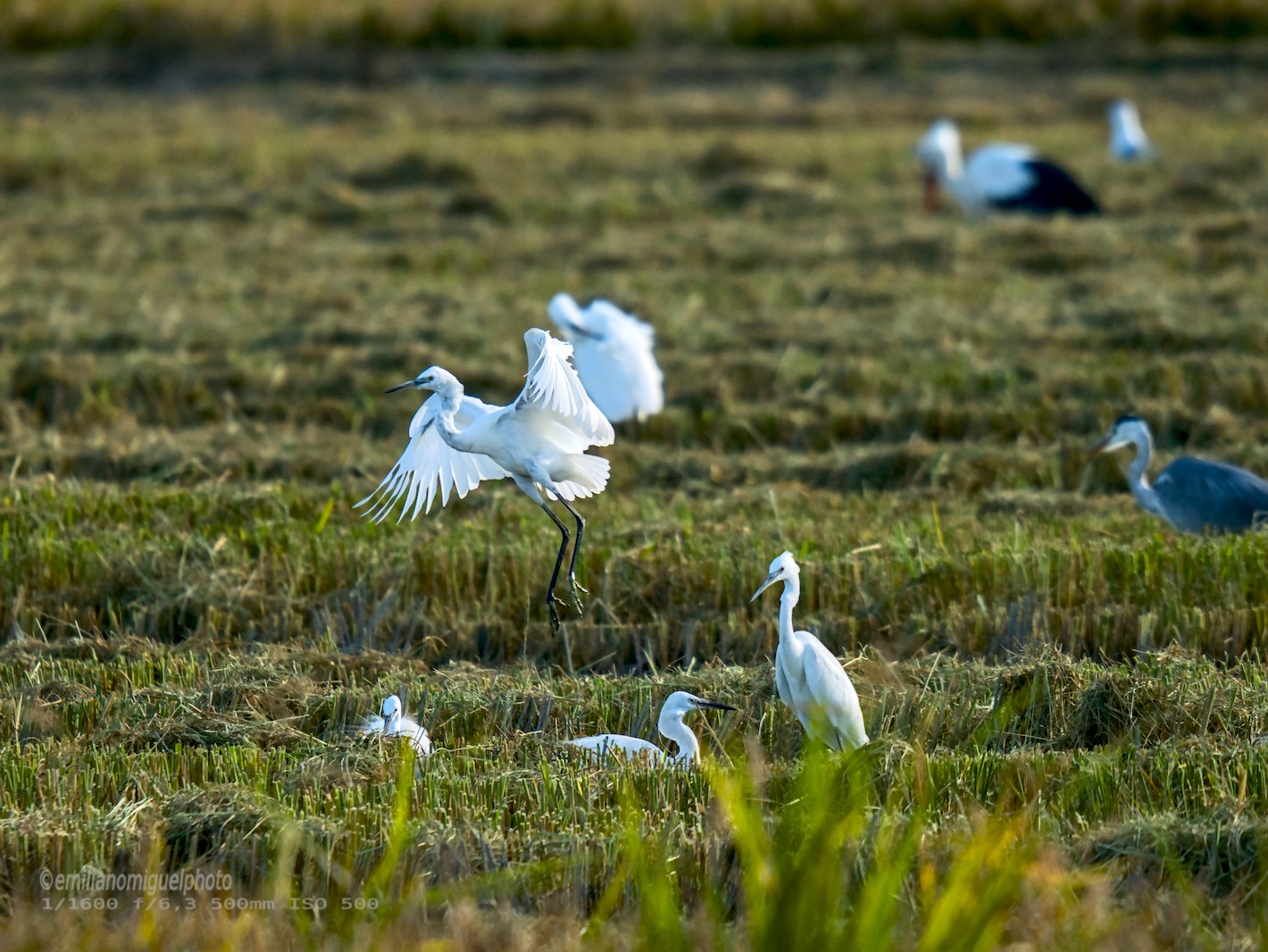 Garceta común - Egretta garzetta - Martinet blanc comú