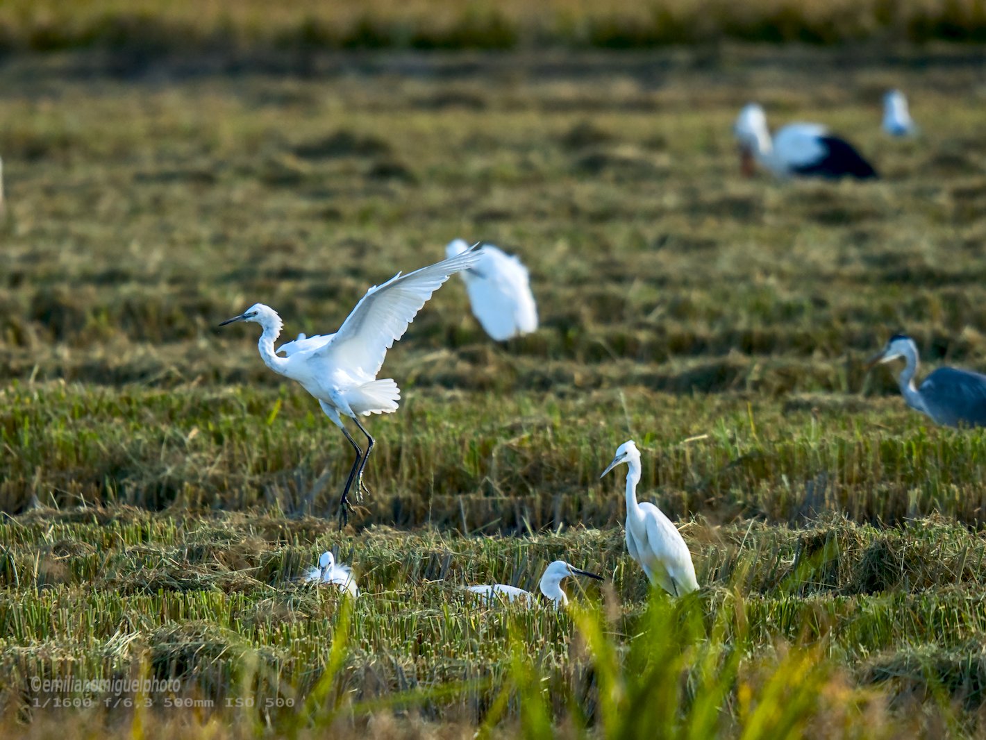 Garceta común - Egretta garzetta - Martinet blanc comú