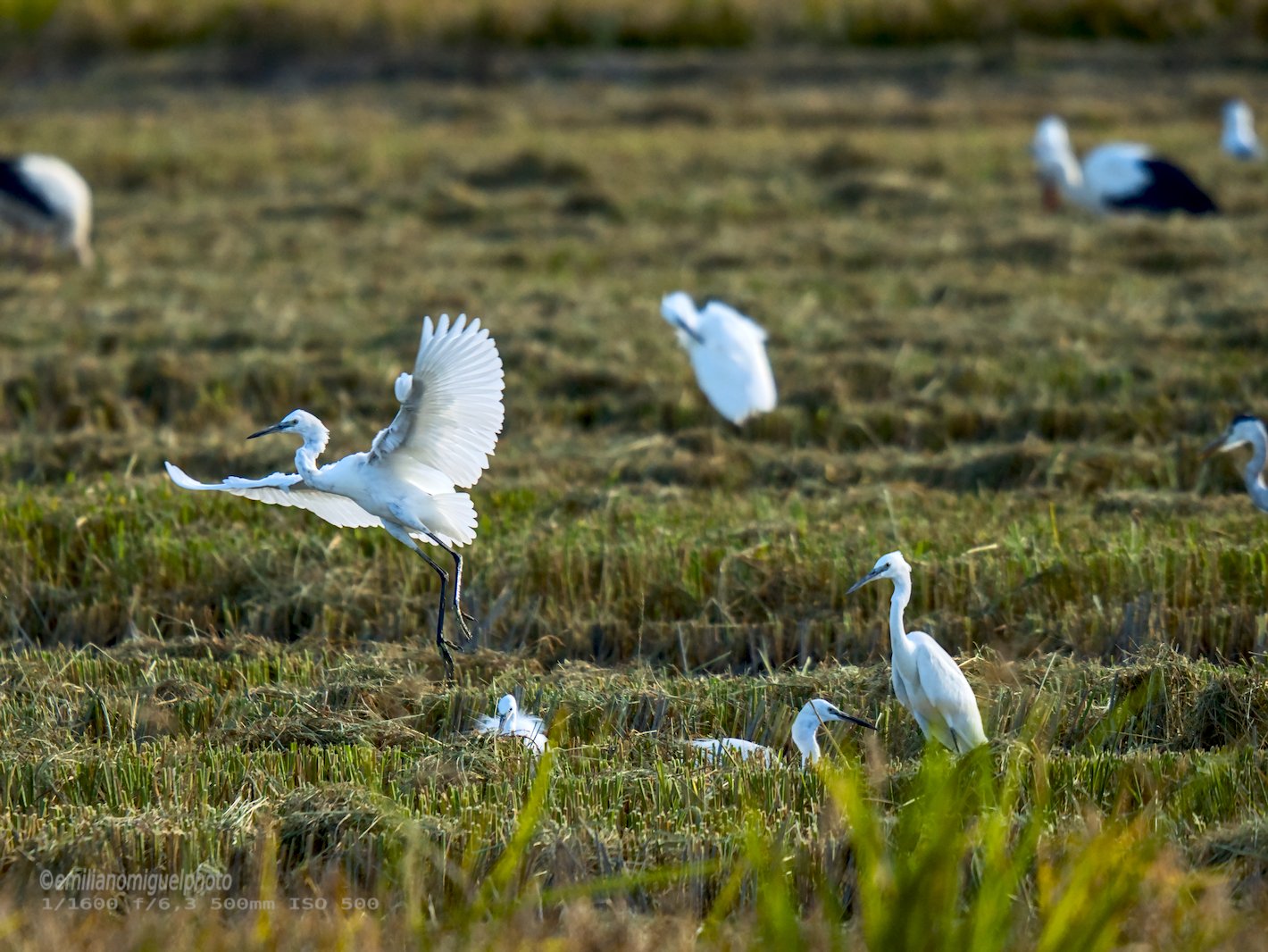 Garceta común - Egretta garzetta - Martinet blanc comú