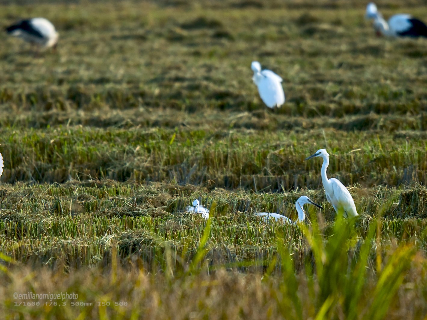 Garceta común - Egretta garzetta - Martinet blanc comú