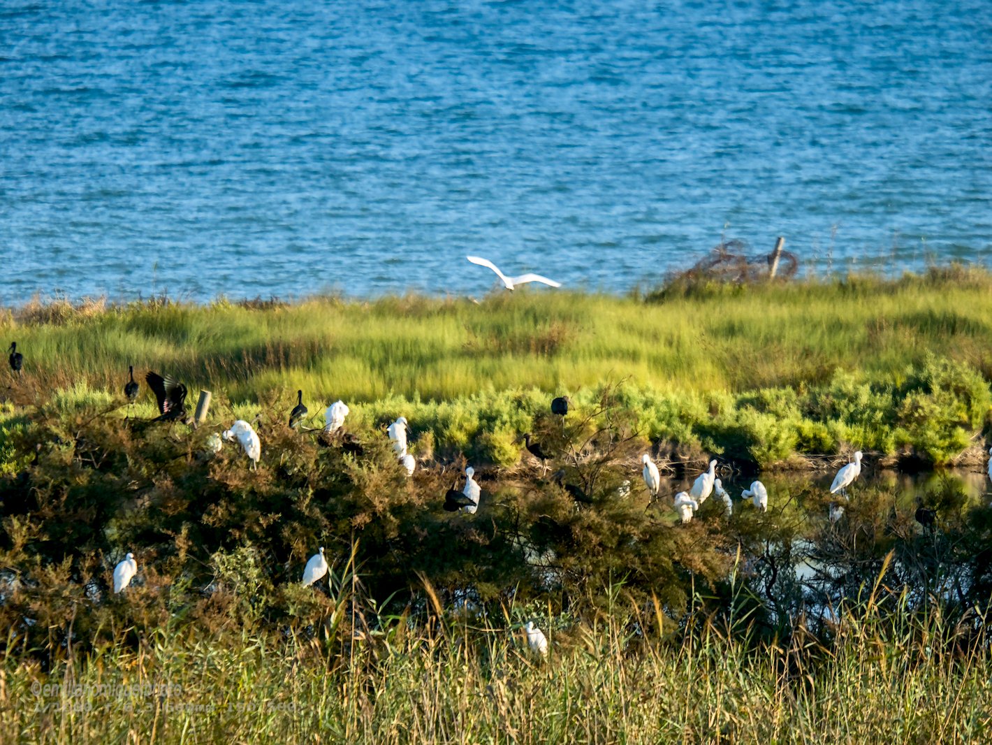 Garceta común - Egretta garzetta - Martinet blanc comú