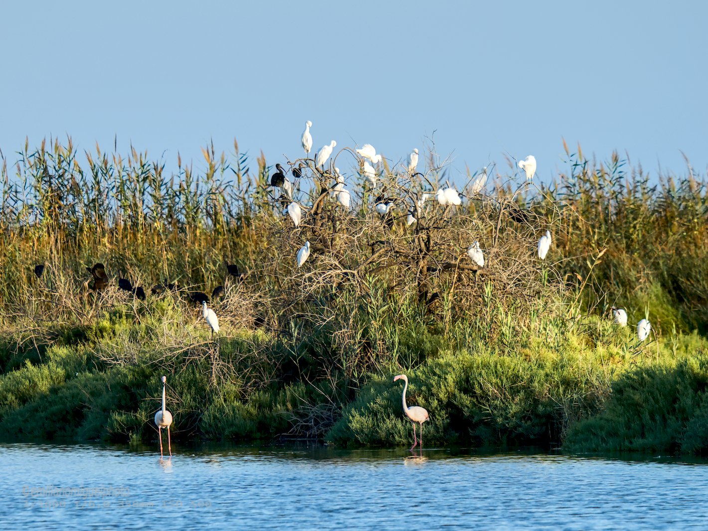 Garceta común - Egretta garzetta - Martinet blanc comú