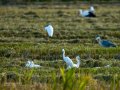 Garceta común - Egretta garzetta - Martinet blanc comú