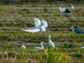 Garceta común - Egretta garzetta - Martinet blanc comú
