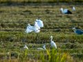 Garceta común - Egretta garzetta - Martinet blanc comú