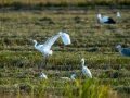 Garceta común - Egretta garzetta - Martinet blanc comú