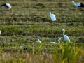 Garceta común - Egretta garzetta - Martinet blanc comú