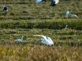 Garceta común - Egretta garzetta - Martinet blanc comú