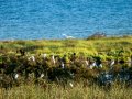 Garceta común - Egretta garzetta - Martinet blanc comú