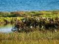Garceta común - Egretta garzetta - Martinet blanc comú