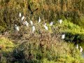 Garceta común - Egretta garzetta - Martinet blanc comú