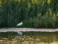 Garceta común - Egretta garzetta - Martinet blanc comú