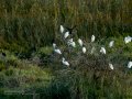 Garceta común - Egretta garzetta - Martinet blanc comú