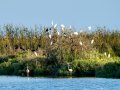 Garceta común - Egretta garzetta - Martinet blanc comú
