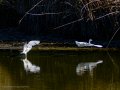 Garceta común