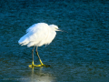 Garceta común - Egretta garzetta - Martinet blanc comú