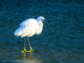 Garceta común - Egretta garzetta - Martinet blanc comú