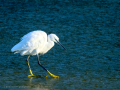Garceta común - Egretta garzetta - Martinet blanc comú
