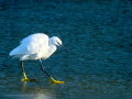 Garceta común - Egretta garzetta - Martinet blanc comú