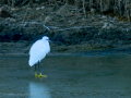 Garceta común - Egretta garzetta - Martinet blanc comú