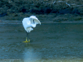 Garceta común - Egretta garzetta - Martinet blanc comú