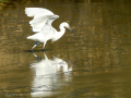 Garceta común - Egretta garzetta - Martinet blanc comú