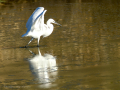 Garceta común - Egretta garzetta - Martinet blanc comú